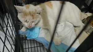 Animales rescatados tras incremento de incendios