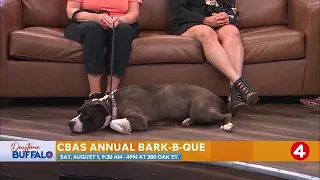 Daytime Buffalo: CBAS annual Bark-B-Que