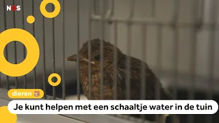 Birds struggling with drought: 'Especially smaller species'