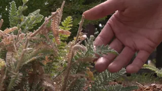 Sacramento offers a limited-time rebate to replace grass with water-efficient plants