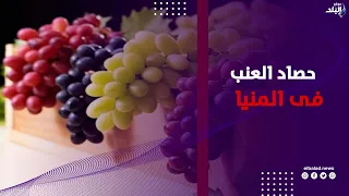 خيرك يامصر   محافظ المنيا يشهد حصاد العنب ويتفقد أكبر صوبة لتصنيع الزبيب المصدر الى دول العالم