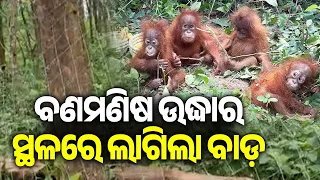 Odisha Forest Department Installs Fencing at Site Where Orangutans Were Rescued || Kalinga TV