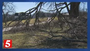 Ice storm damage leads to door-to-door tree service concerns in Williamson County