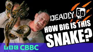I held the WORLD'S LONGEST SNAKE! | Deadly 60 | CBBC