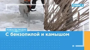 С бензопилой и камышом. В Гродно борются с замором рыбы