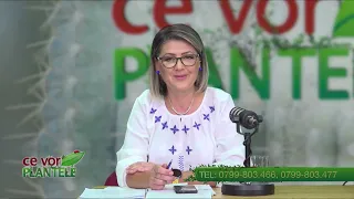 WHAT DO PLANTS WANT CHRISTINA GHIBU 07/29/2026 P1