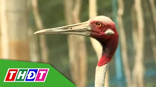 Chuyện vui của Sếu ở Tràm Chim | Miền Tây mến yêu - 1/7/2026 | THDT