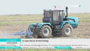 10 мың гектар жүгері егіледі