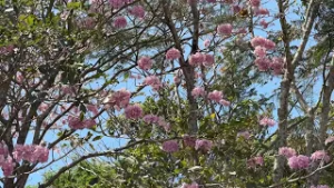 Floración del árbol nacional