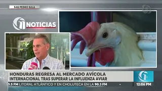 Honduras to Resume Chicken and Egg Exports in Two Weeks After Overcoming Avian Influenza