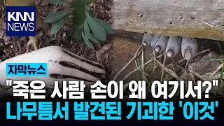 "Human fingers popping out of the ground?" 'Dead Man's Fingers' fungus discovered in the grass / KNN