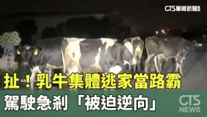 扯！乳牛集體逃家當路霸　駕駛急剎「被迫逆向」｜華視新聞 20260228 @CtsTw
