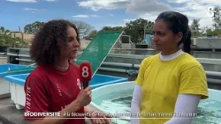 Discovering Kélonia, a sea turtle observatory in Reunion Island