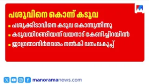വയനാട് കേണിച്ചറയിൽ പശുക്കിടാവിനെ കടുവ കൊന്നു | wayanad