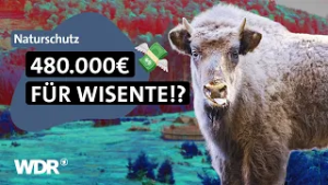 Wiederansiedlung in Deutschland gefloppt: Zerstörung statt Naturschutz? | Westpol | WDR