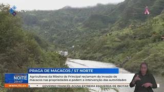 Ribeira Principal farmers report monkey invasion and call for government intervention