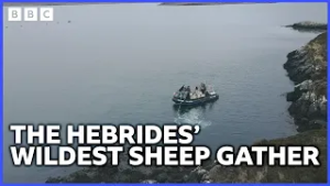 Getting Sheep Off a Tiny Uninhabited Island