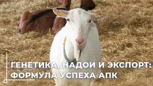 Могилевское госплемпредприятие: ставка на генетику и высокие надои