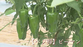 [Veggie Savings] Bell Peppers