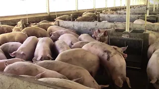 China detects foot-and-mouth disease outbreak | News Roundup