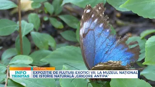Expoziție de fluturi exotici vii, la Muzeul Național de Istorie Naturală „Grigore Antipa”
