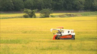 Early Rice Harvest Begins in Takashima City, 4 Days Ahead of Schedule