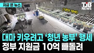 대마 키우려고 ‘청년 농부’ 행세… 정부 지원금 10억 빼돌려｜ TJB 대전·세종·충남뉴스