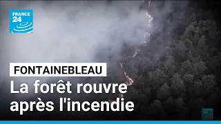 La forêt de Fontainebleau rouvre au public ce samedi • FRANCE 24