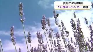 The scent of lavender fills the air across the hillsides tinged with light purple...Late-blooming...