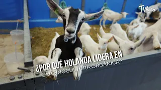 Why Does the Netherlands Lead in Organic Goat Farming? 🐐✨- TvAgro by Juan Gonzalo Angel
