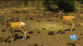🇩🇯 C’EST DJIBOUTI ! Doora et Ayla’adou : une incroyable oasis de verdure