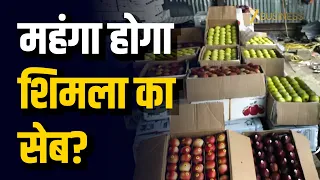 Shimla के सेब उद्योग पर संकट के बादल! Crop Decline और Rising Costs से किसान बेहाल!