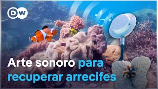 How to help revive coral reefs with sound