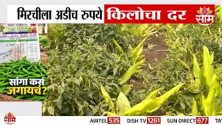 Special Report | मिरची पिकवली अडीच रूपयानं विकली | Marathwada Drought