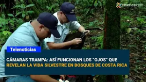 Cámaras trampa: así funcionan los “ojos” que revelan la vida silvestre en bosques de Costa Rica