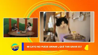 Mi gato no puede orinar, ¿qué tan grave es?