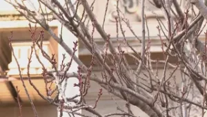 Ciliegi di via XX Settembre, il Tar blocca il taglio. Esulta il Comitato