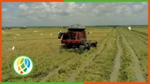 Prevén en Pinar del Río el auto abastecimiento de arroz para el año 2027