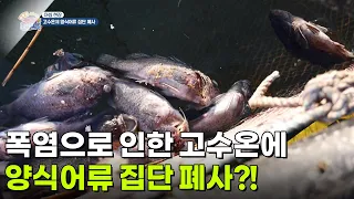 [아침 현장] 폭염으로 인한 고수온에 양식어류 집단 폐사?! [생방송 굿모닝 대한민국] | KBS 260812 방송