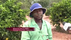 Kalalambili Urges Farmers to Diversify into Fruit Farming