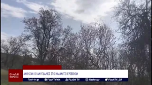 ΑΝΘΗΣΑΝ ΟΙ ΑΜΥΓΔΑΛΙΕΣ ΣΤΟ ΚΑΛΑΜΙΤΣΙ,  ΕΡΧΕΤΑΙ Η ΑΝΟΙΞΗ