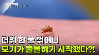 [생활 백서] 더위 한 풀 꺾이니 모기가 출몰하기 시작했다?! [생방송 굿모닝 대한민국] | KBS 260819 방송