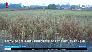 PETANI GAGAL PANEN BERPOTENSI DAPAT BANTUAN PANGAN
