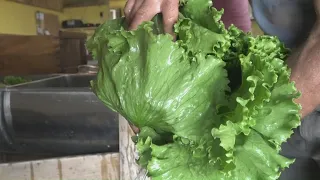 Some Mainers are turning to local farmers' markets to avoid Cyclospora risk