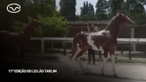 11º Leilão Tarlim - De Geração em Geração