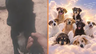 How Cruel! Alleged Poisoning of Nine Dogs at a Farm in Santa Rosa de Osos Reported