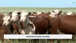 Жайылым жайы назарда