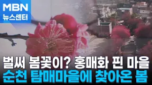 봄기운 담은 홍매화 활짝…포근한 날씨 속 봄꽃 나들이 [MBN 뉴스센터]