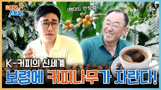 철이 없었죠. 커피☕가 좋아서 우리나라에서 재배를 하게 될 줄은. 충남 보령에 자라난 커피나무?! | 네모세모 EP.31