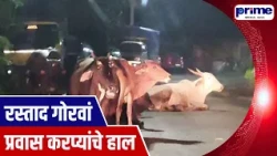 Stray Cattle Menace Raises Accident Fears as Commuters Suffer in Goa